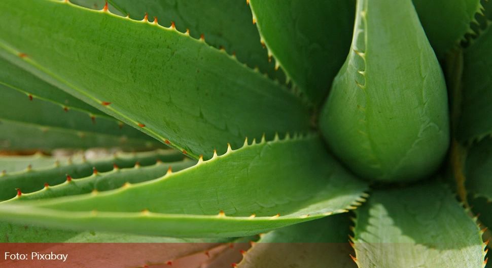 aloe vera.webp